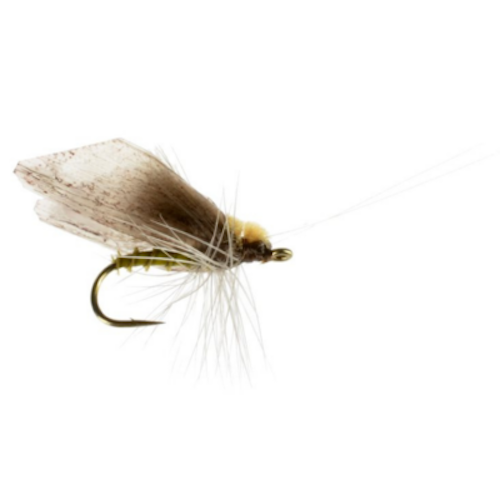 ADULT CADDIS